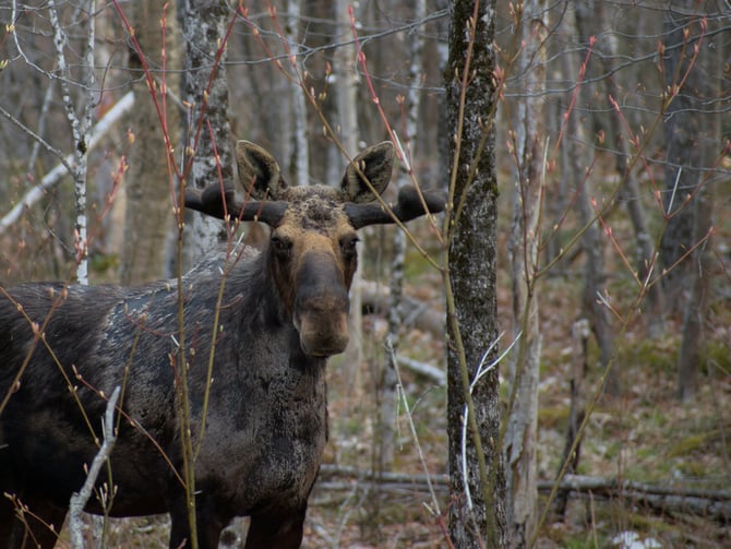 Moose watching